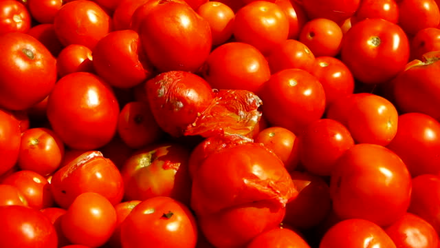 Rotten-tomatoes-among-good,-close-up