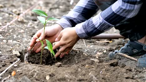 Hand-of-male-plant-a-tree.-Conservation-natural-environment