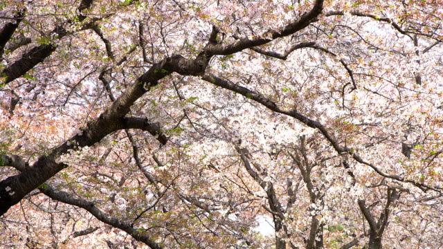 Beautiful-Sakura,-cherry-blossoms,-spring