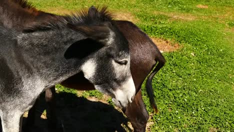 ojos-de-un-burro,-un-burro-de-pie-sabiamente-en-el-rancho,