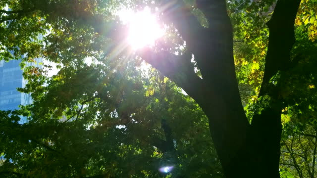 Bright-Sun-in-the-Middle-of-the-Forest-of-Chapultepec.4K