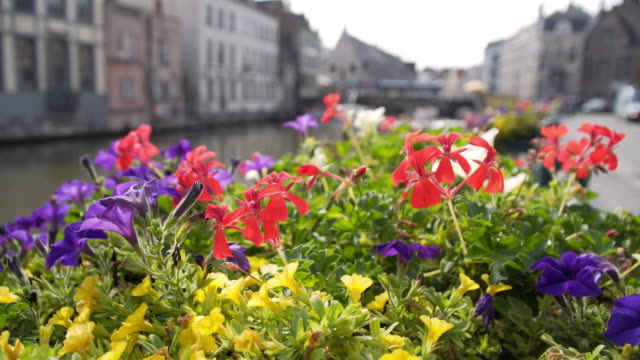 Beautiful-wild-flowers-on-the-background-of-Bruges