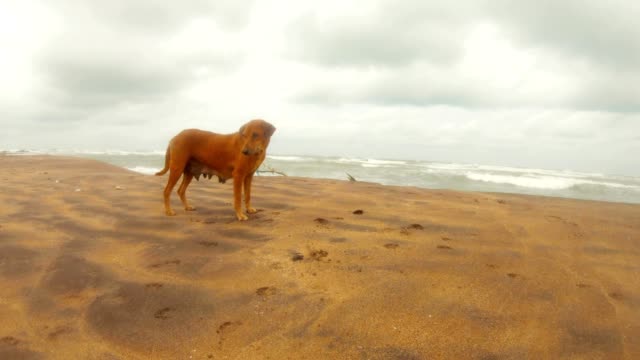 Female-ginger-dog-on-sand--Indian-ocean-background-cloudy-day