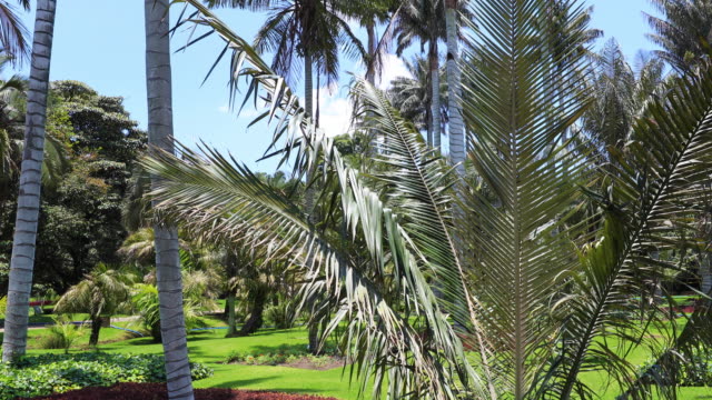 Bogota-Palmen-und-tropische-Pflanzen-mit-blauem-Himmel