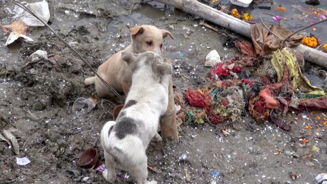 two-small-doggy-on-dirty-Varanasi-river-coast,-India