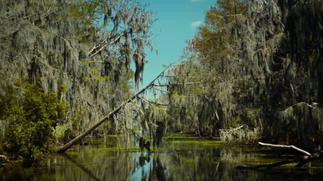 New-Orleans,-März-2014:-Ein-Baum-fell-auf-das-Wasser-in-der-Bayou