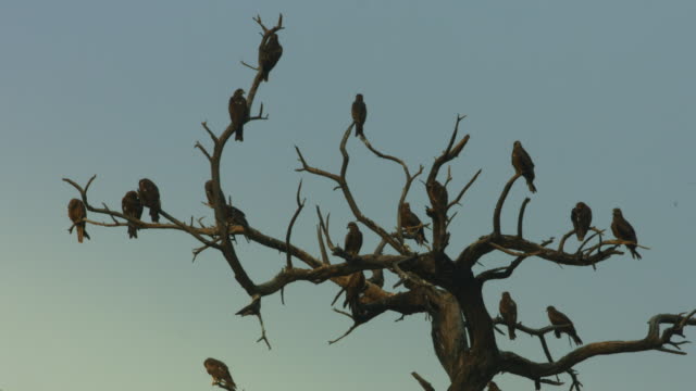 Locked-On-shot-of-flock-of-eagles-on-tree