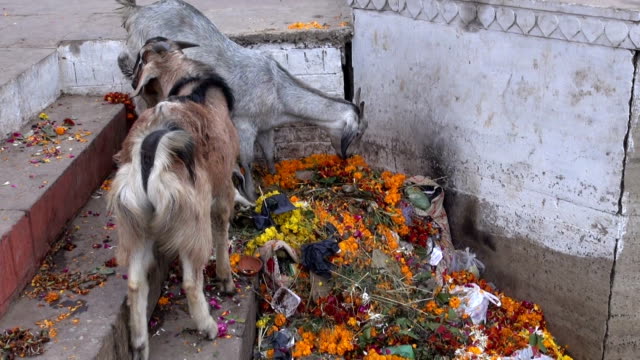 Goats-feeding-on-rubbish-by-Ganges-river-in-Varanasi,-India