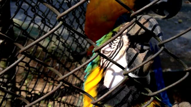 Papagaio.-Parrot-inside-bird-cage