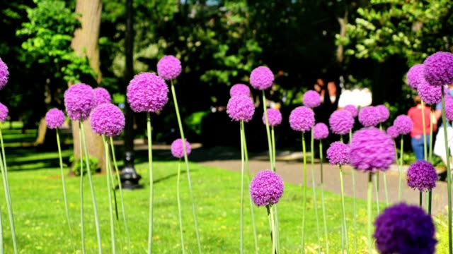 Giant-Purple-Sensation-Flowers-in-Boston-Common