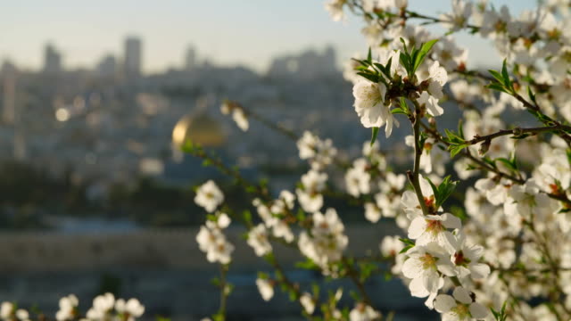 El-Monte-del-templo-en-la-ciudad-vieja-de-Jerusalén-con-flores-en-primer-plano
