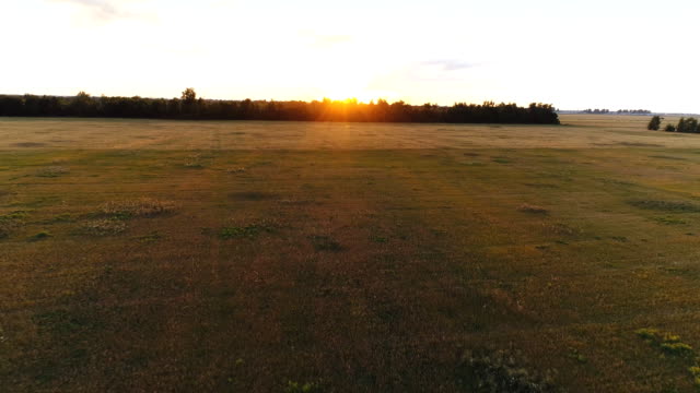 Luftbildaufnahmen-von-wheaten-goldenes-Feld-bei-Sonnenuntergang