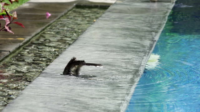 Vogel-(Pfauentaube-Trauerschnäpper,-Rhipidura-Javanica)-schwarze-Farbe-thront-schwimmt-im-Pool,-Slow-motion