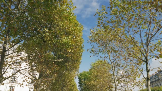 Walking-along-the-avenue-of-trees-on-autumn-day.-Paris,-France