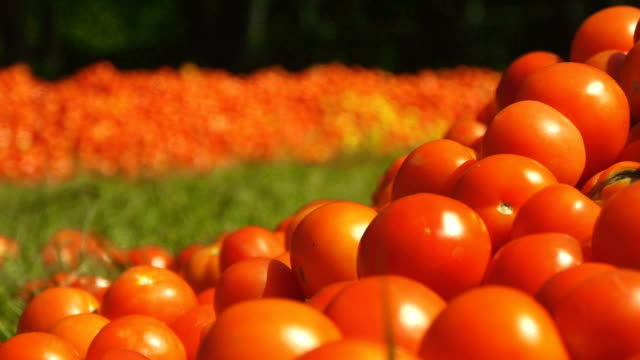 Red-tomatoes-lie-on-the-ground-in-green-grass