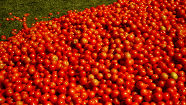 Red-tomatoes-lie-on-the-ground-in-green-grass