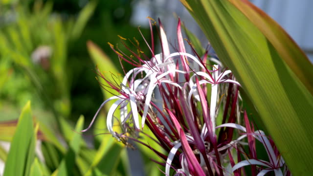 Queen-emma-lily-flowers-in-Hawaii-in-4k-slow-motion
