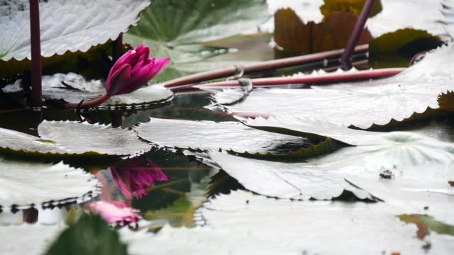 rote-und-Rosa-Lotus-Blüte