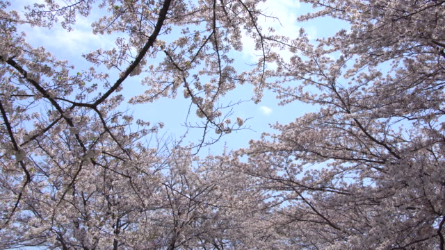 Hermosa-Sakura,-cerezos-en-flor,-primavera