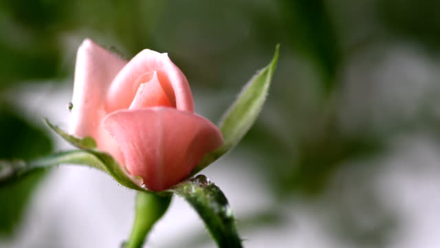 Makro-rosa-rose-mit-Wassertropfen-fallen-über-es,-junge-Blüte-nah-zu-sehen.-Frühling-und-Sommer-Hintergrund.-Selektiven-Fokus.