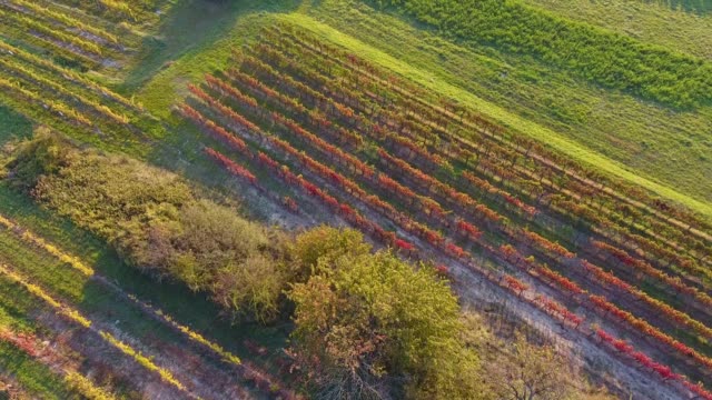 Aerial-drone-view-of-colorful-vineyards-fields