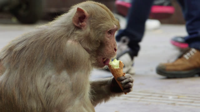 Monkey_eats_ice_cream