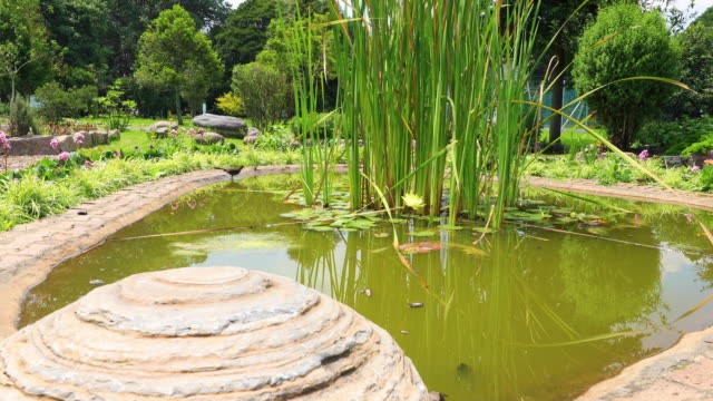 Öffentlicher-Gartenvogel-auf-einem-Felsen-in-einem-Teich-Bogota