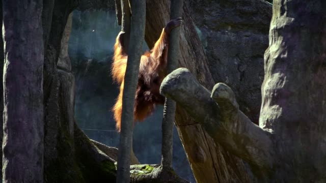 Movimiento-lento-de-orangután-adulto-subido-del-árbol-en-el-bosque
