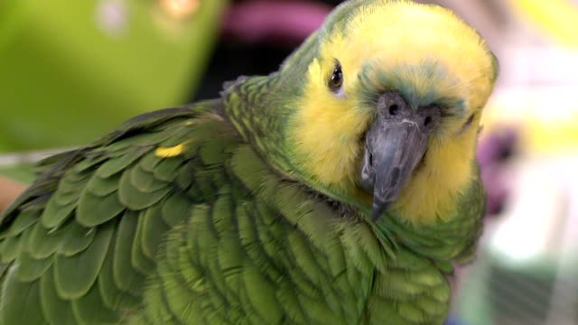 Green-Parrot-in-a-Bird-Shop-002