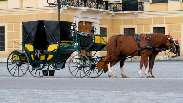 Horses-for-hire-in-Vienna