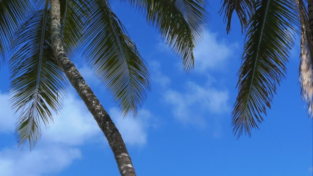 4K-Palmtree-close-up-shot