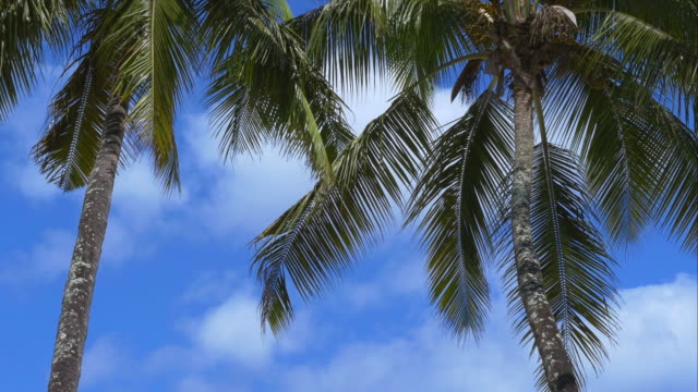 4-K-Paraíso-Isla-vacaciones-de-palmeras,-vista-panorámica