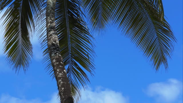 4K-Palm-tree-leaves-dancing-in-the-wind
