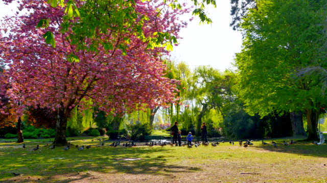 Bird-Feeding-by-Pond-in-City-Park,-Pink-Cherry-Blossums