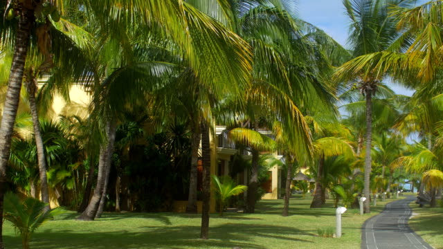 Blick-auf-Palm-Bäume-Park-und-Asphalt-Strecke,-Insel-Mauritius
