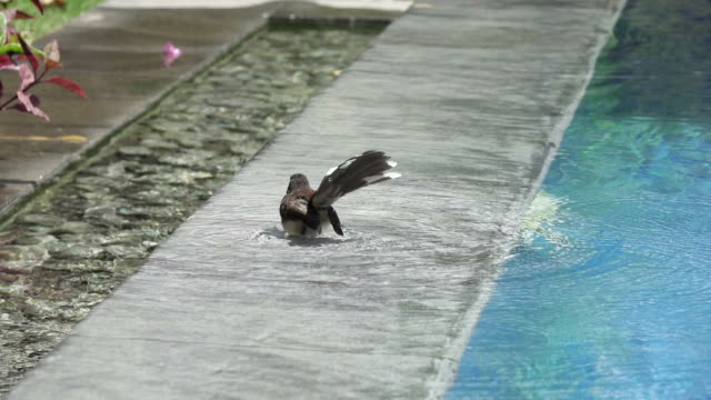 Vogel-(Pfauentaube-Trauerschnäpper,-Rhipidura-Javanica)-schwarze-Farbe-thront-schwimmt-im-Pool,-Slow-motion