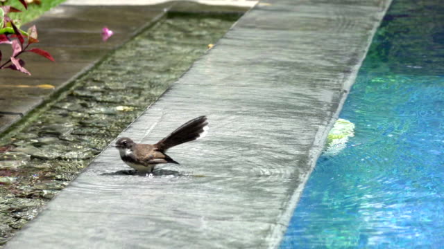 Color-de-pájaro-(Papamoscas-cerrojillo-de-cola-de-Milano,-Rhipidura-javanica)-negro-encaramado-nada-en-la-piscina,-cámara-lenta