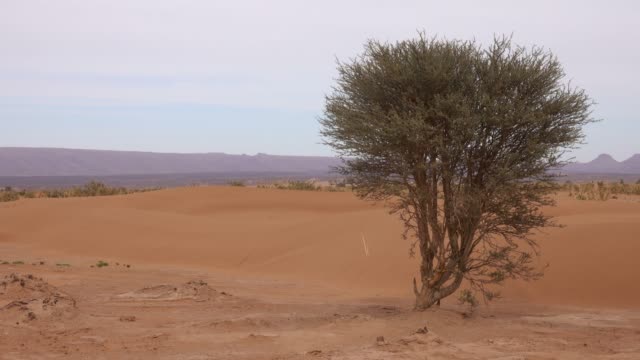 Panorama-with-tree-in-Sahara-desert,-Africa