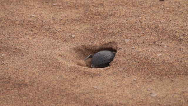 Escarabajo-del-escarabajo-empujes-de-visón-en-la-arena-en-el-desierto-del-Sahara