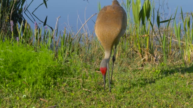 Sandhill-Crane-(Grus-canadensis)---Florida
