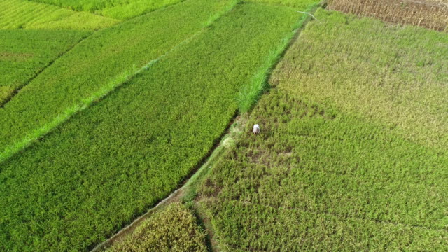 Campo-de-arroz-cosecha-y-actividades-agrícolas-por-vista-aérea-de-los-agricultores-locales-durante-el-día,-Yogyakarta,-Indonesia