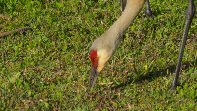 Canadensis-de-Grus-grus-Crane-cerca-para-arriba,-la-Florida