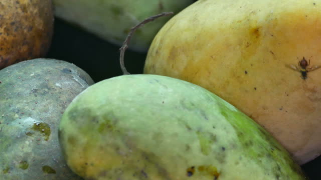Fruchtfliege,-die-Bewegung-auf-die-mango