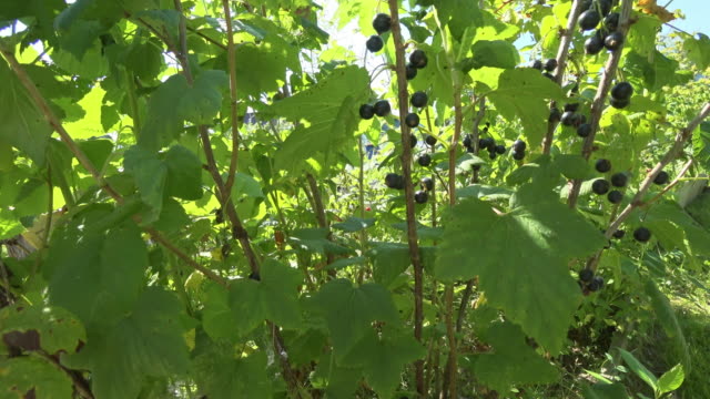 Büsche-von-schwarzen-Johannisbeeren-wachsen-in-einem-Dorf-im-heimischen-Garten.