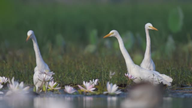Flock-of-egrets-in-lotus-flower-pond