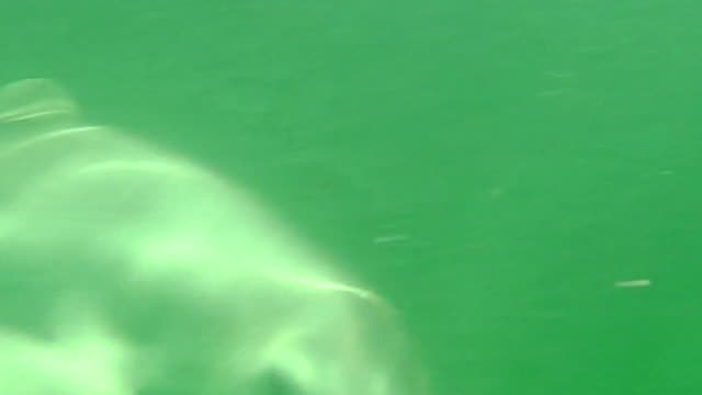 vista-submarina-de-delfín