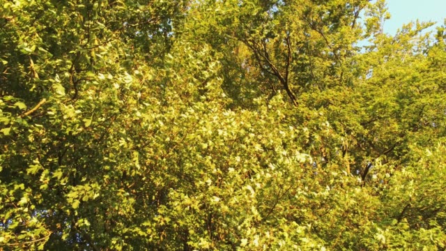 Tiro-de-Drone-volando-bajo-los-árboles-de-otoño-coloridos-mirando-hacia-el-cielo-y-las-ramas