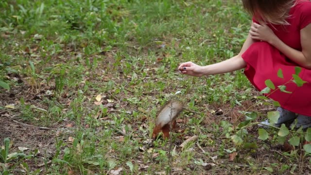 Eine-Mädchen-füttert-ein-Eichhörnchen-im-Wald