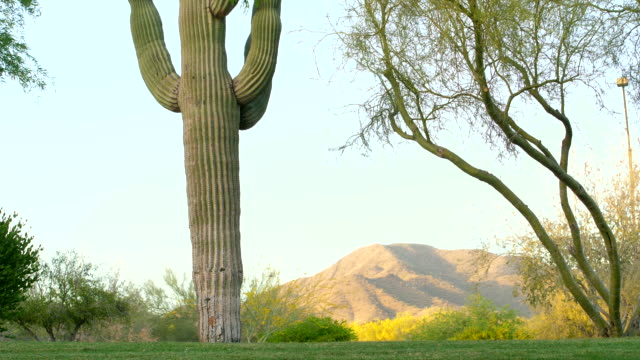 Saguaro-Kaktus-mit-Bergen-und-Vögel-fliegen-durch