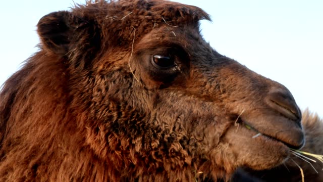Kamel-auf-Rasen-Nahaufnahme-Sommer-video